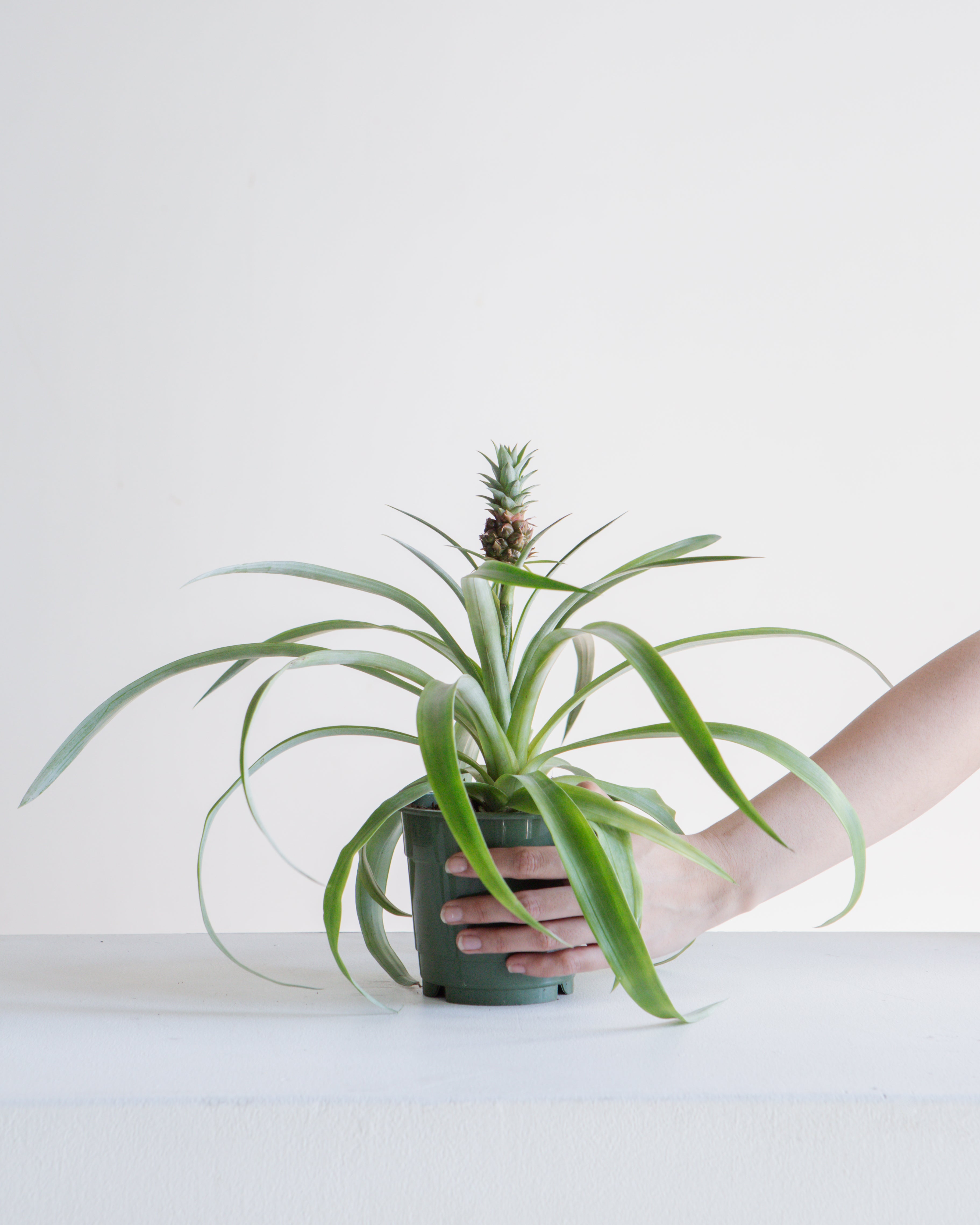 Pineapple Plant: Ananas ananassoides - 5 inch pot