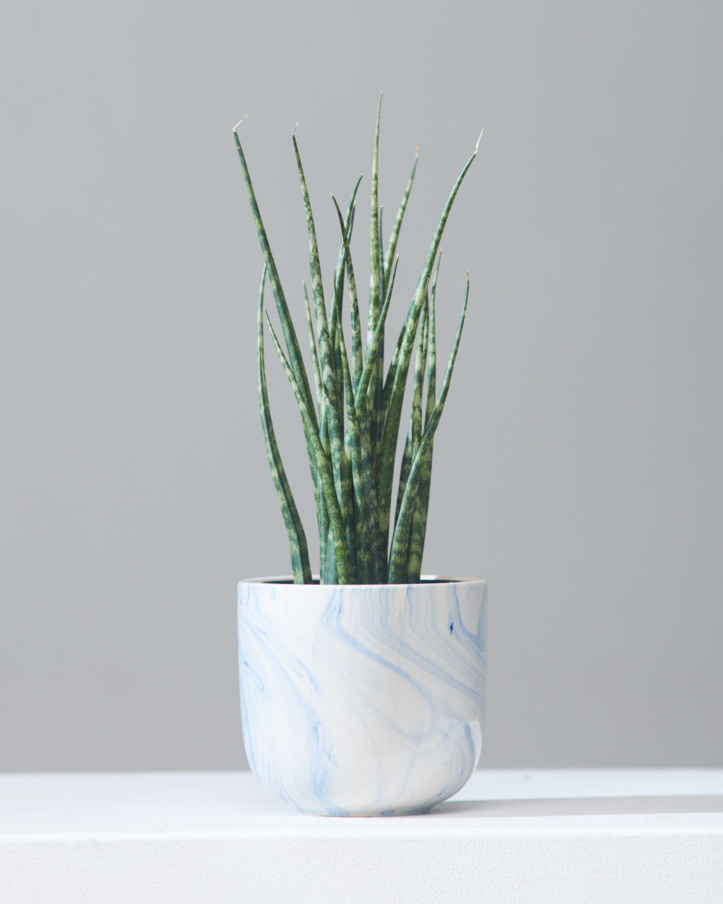 SNAKE PLANT (SANSEVIERIA 'MIKADO') 4" Grower Pot