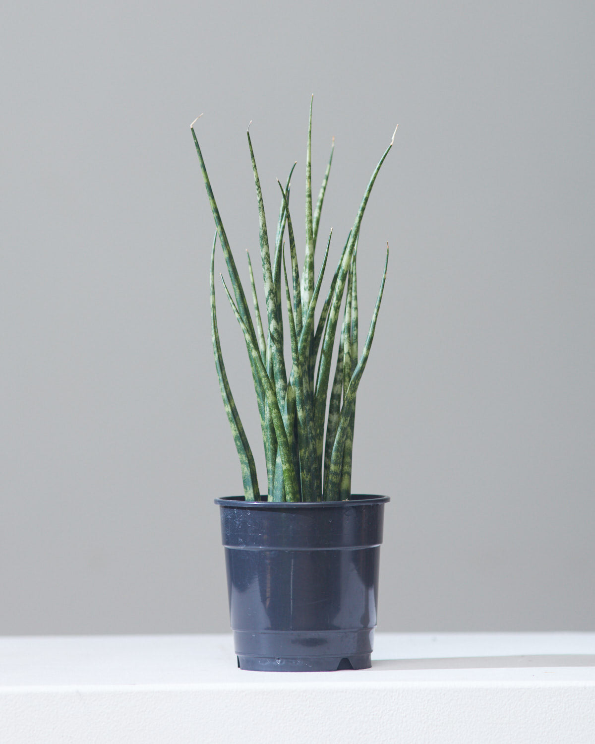 SNAKE PLANT (SANSEVIERIA 'MIKADO') 4" Grower Pot