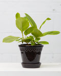 6.3 Inch BERGS POTTER 'COPENHAGEN' BLACK