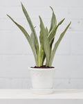 6.3 Inch BERGS POTTER 'COPENHAGEN' WHITE