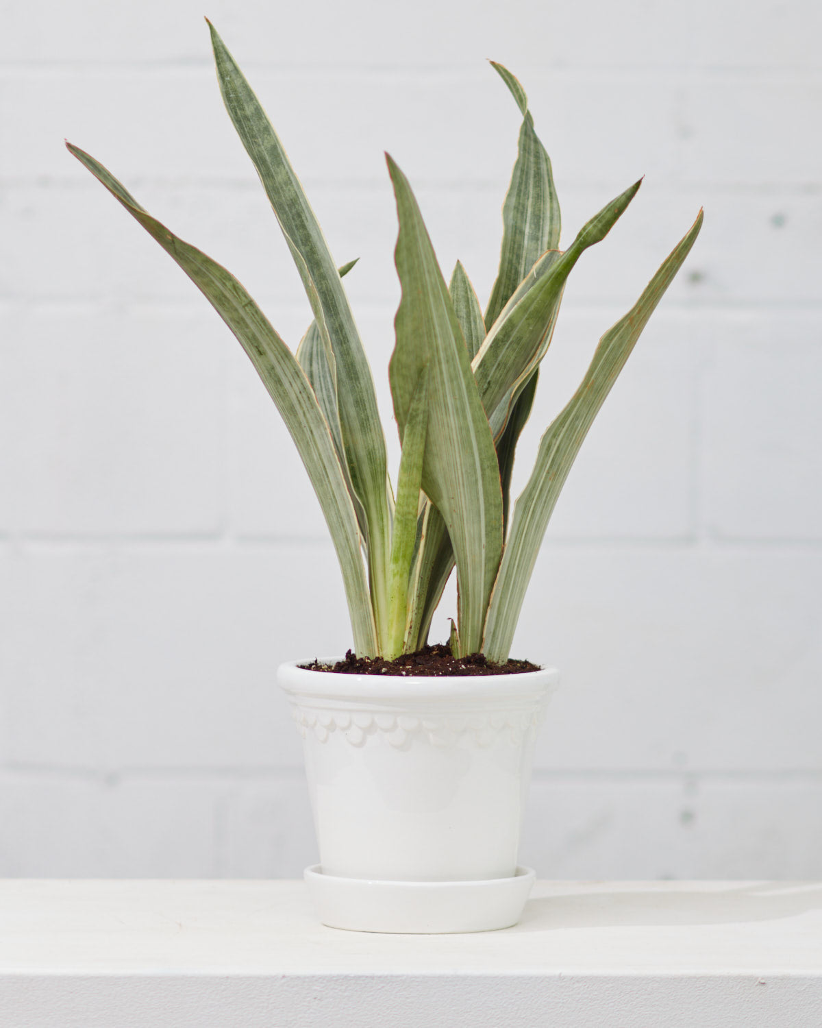 6.3 Inch BERGS POTTER 'COPENHAGEN' WHITE
