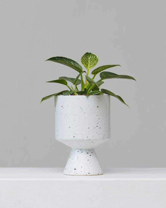 DE VIL PLANTER (WHITE SPECKLED) Small 6.5 Inch