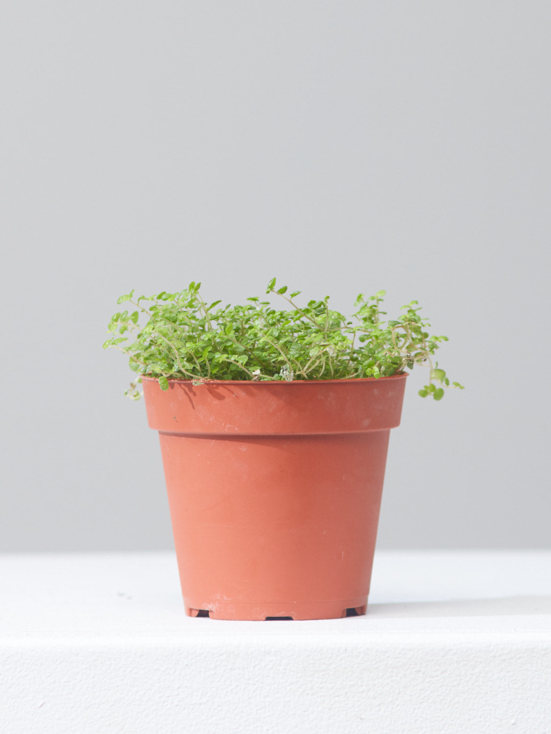 SOLEIROLIA SOLEIROLII 'BABY'S TEARS’ 4" Grower Pot
