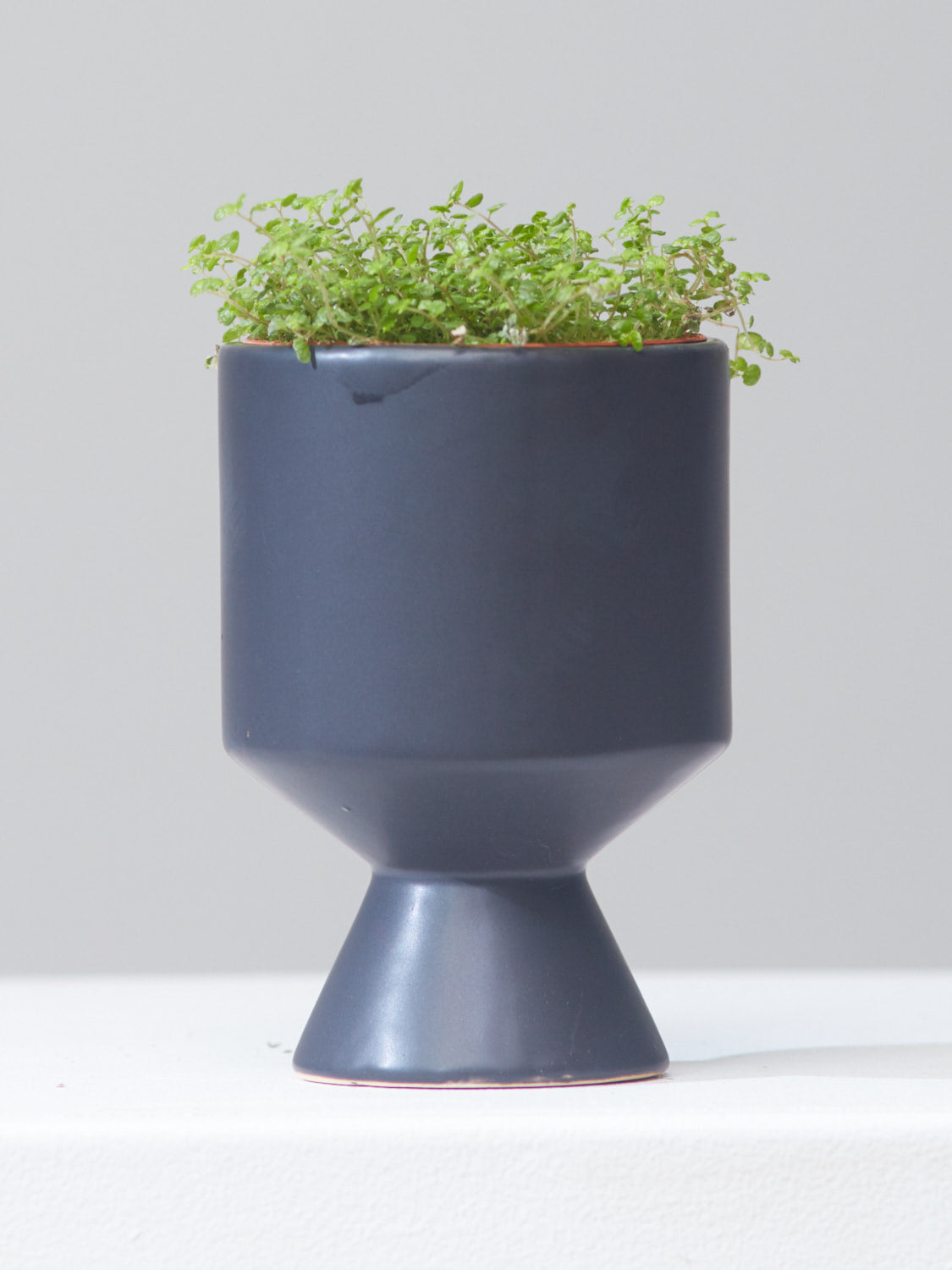SOLEIROLIA SOLEIROLII 'BABY'S TEARS’ 4" Grower Pot