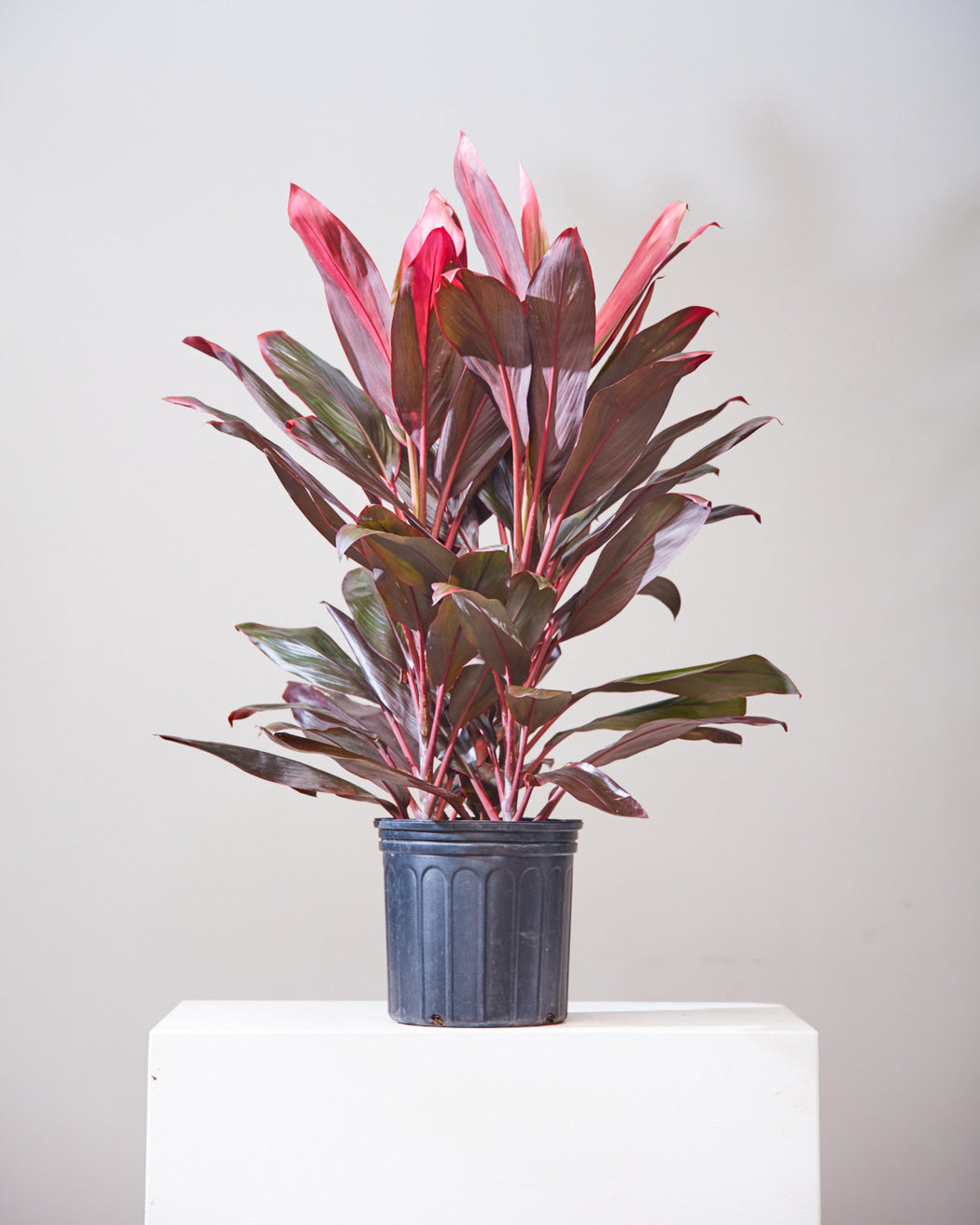 CORDYLINE 'FLORIDA' 10" Grower Pot