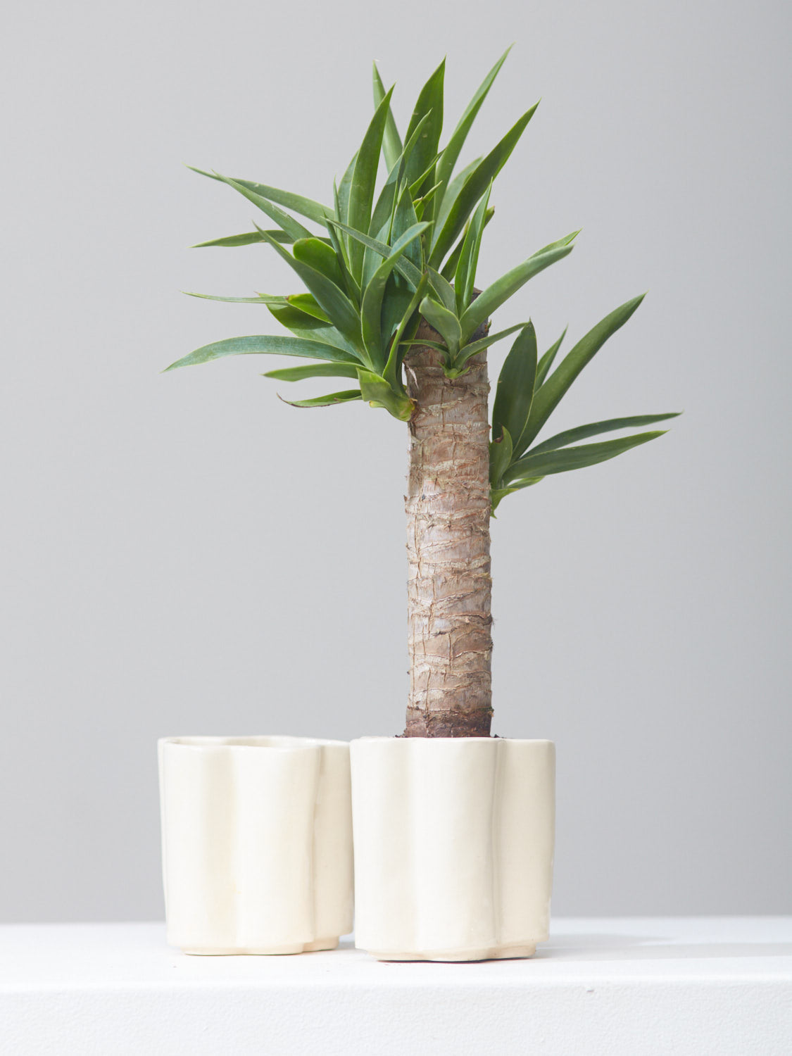 HIGH NOON ARTIST EDITION PLANTER - OAT MILK, Small 5 Inch