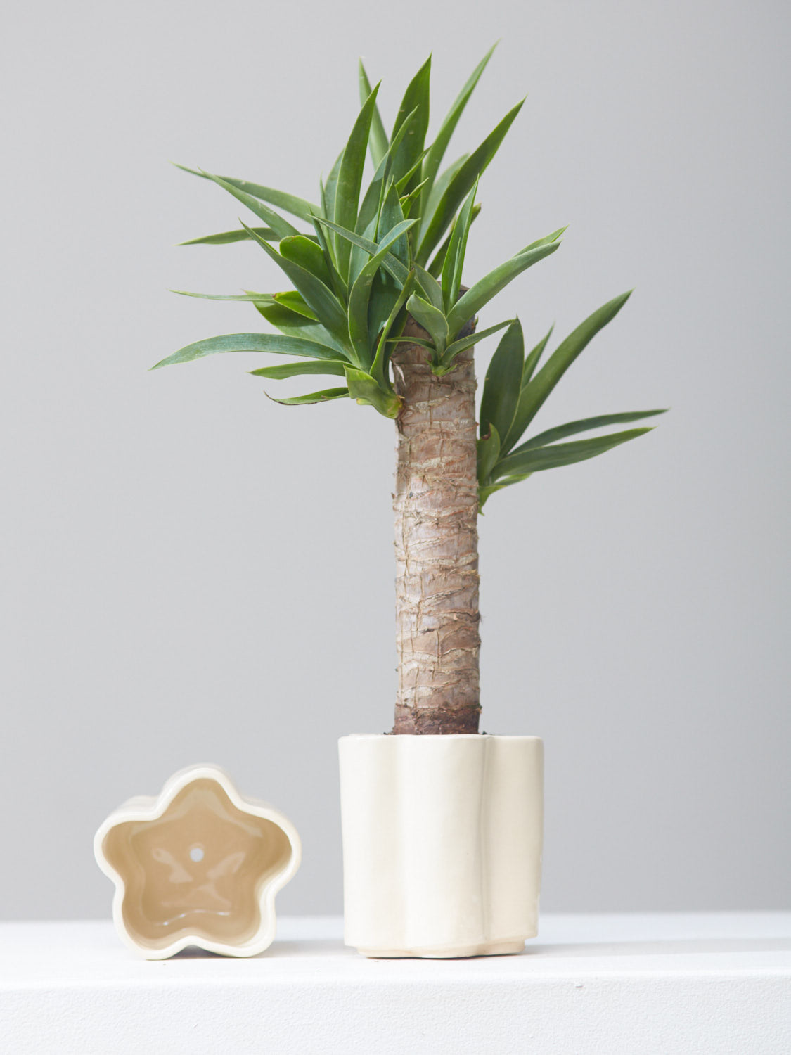 HIGH NOON ARTIST EDITION PLANTER - OAT MILK, Small 5 Inch