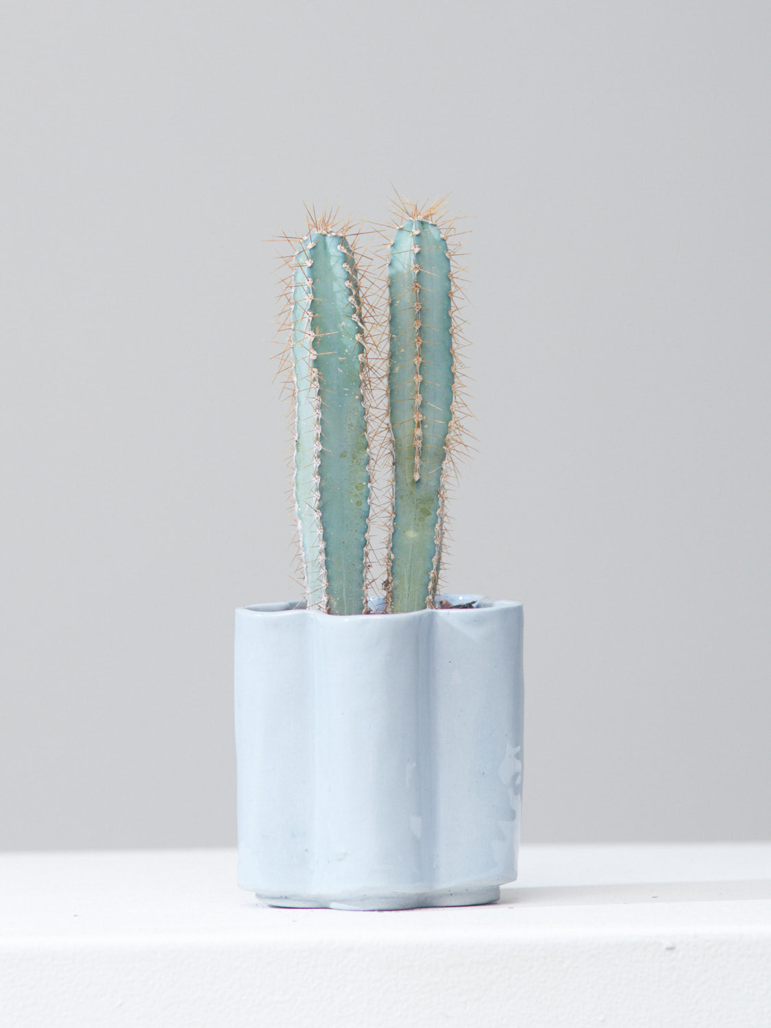 HIGH NOON ARTIST EDITION PLANTER - BABY, Small 5 Inch