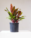 CORDYLINE 'HARLEQUIN' 10" Grower Pot