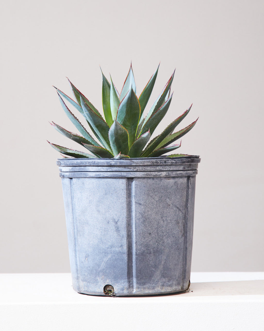 Blue Glow: Agave - 10 inch pot
