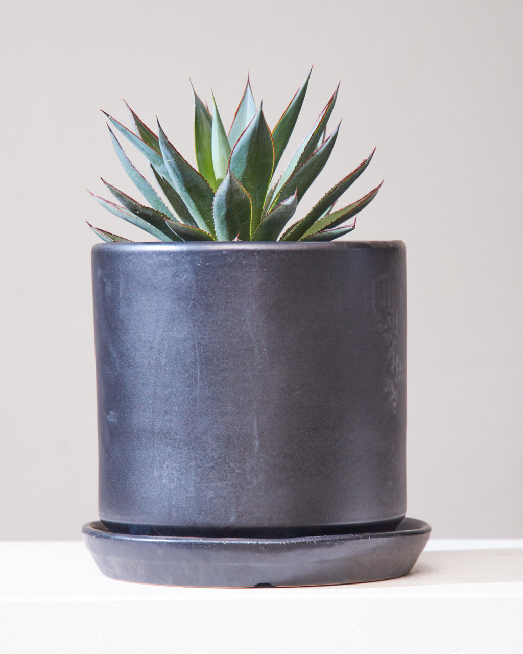 Blue Glow: Agave - 10 inch pot
