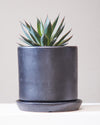 AGAVE 'BLUE GLOW' 10" Grower Pot