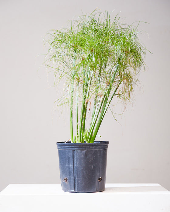 PAPYRUS GRASS 10" Grower Pot