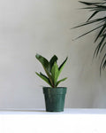 ANTHURIUM 'COBRA' 6" Grower Pot *COLLECTOR PLANT*