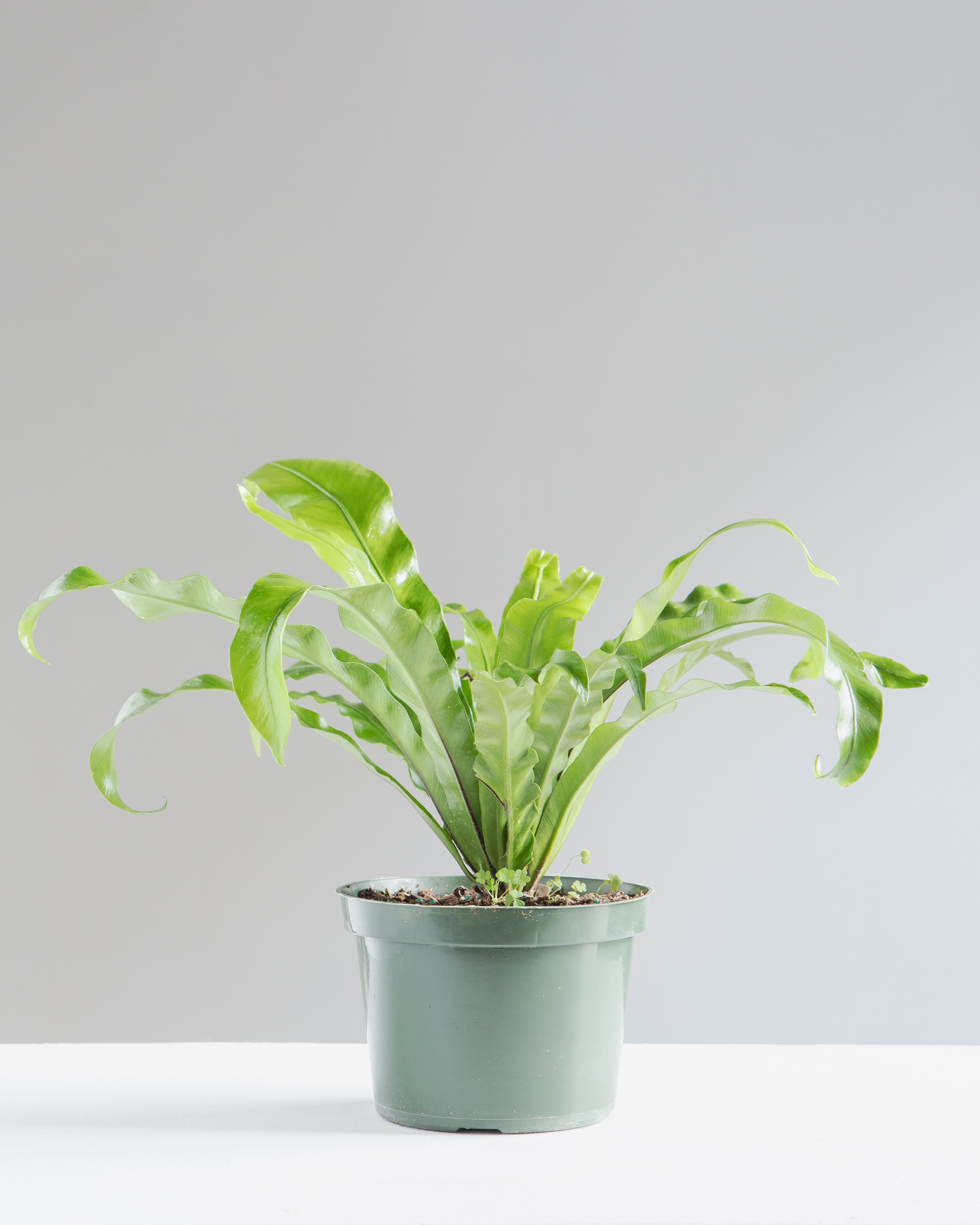 BIRD'S NEST FERN 'CRISPY WAVE' 6" Grower Pot