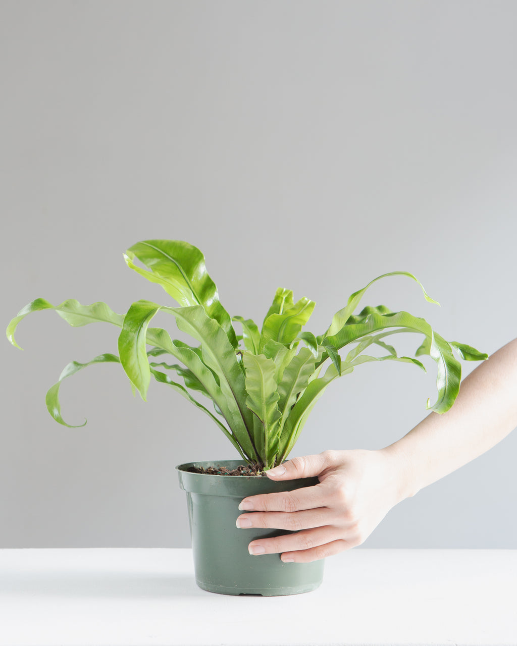 BIRD'S NEST FERN 'CRISPY WAVE' 6" Grower Pot