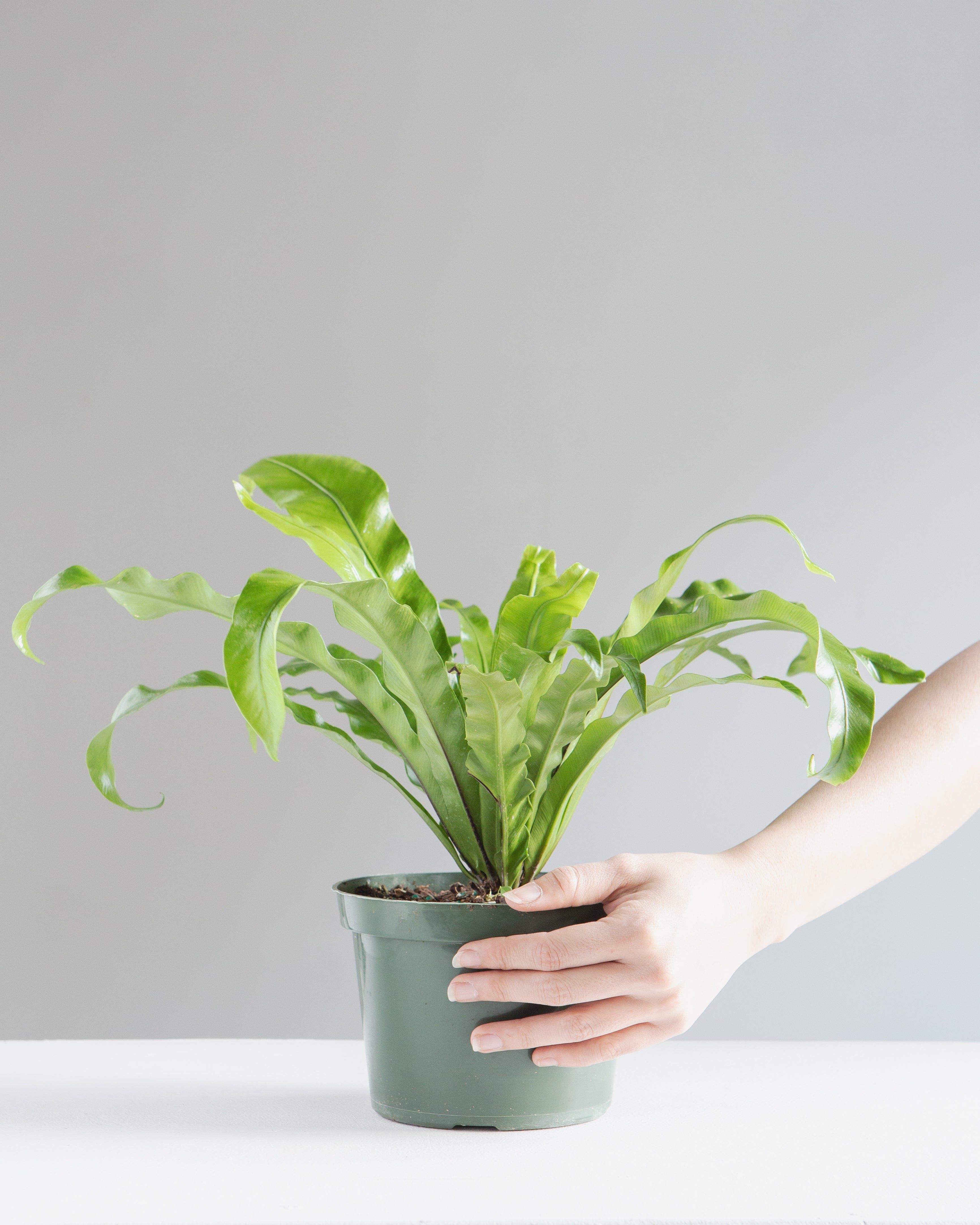 BIRD'S NEST FERN 'CRISPY WAVE' 6" Grower Pot