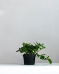 Global Green Pothos: Epipremnum aureum - 6 inch pot