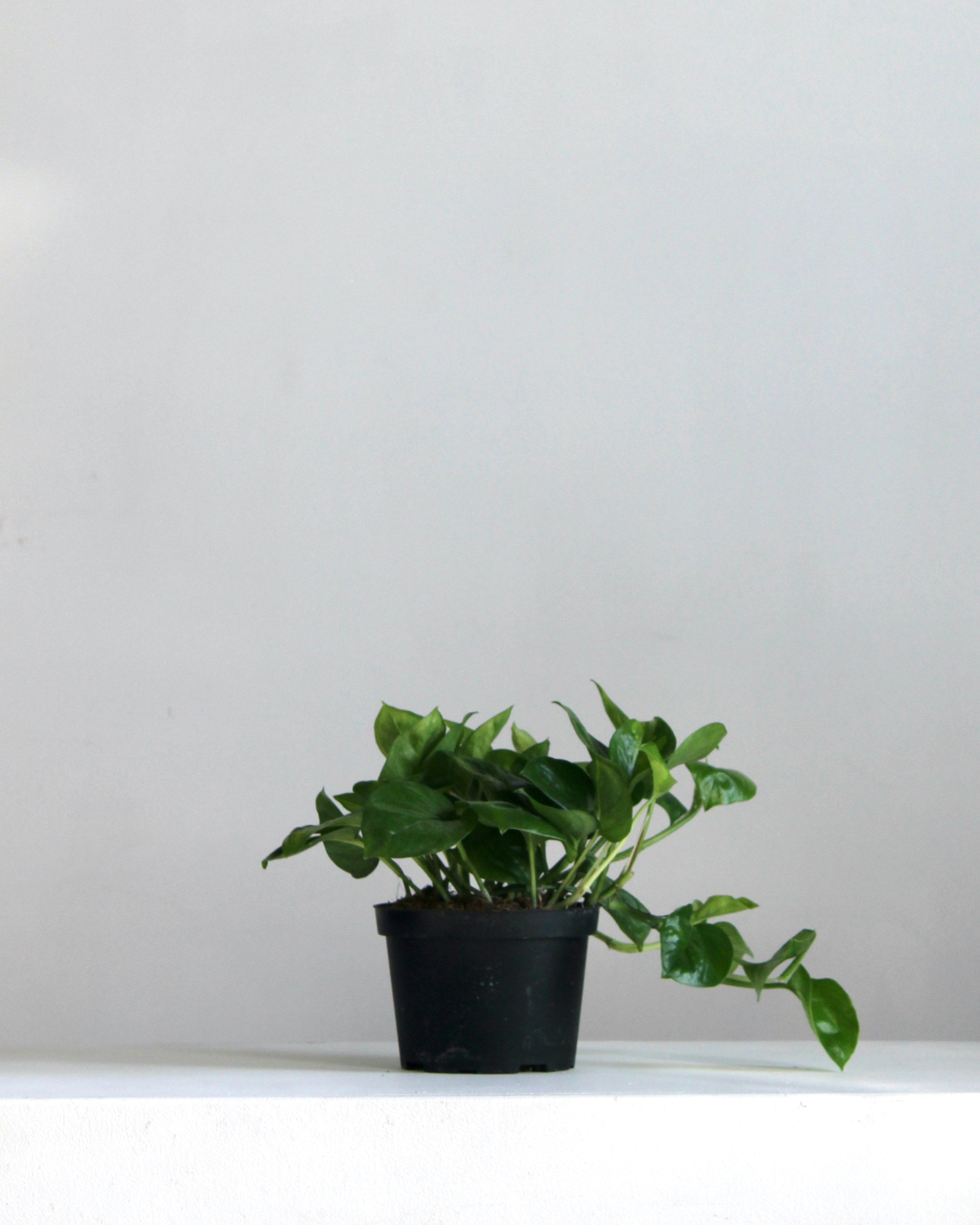 Global Green Pothos: Epipremnum aureum - 6 inch pot