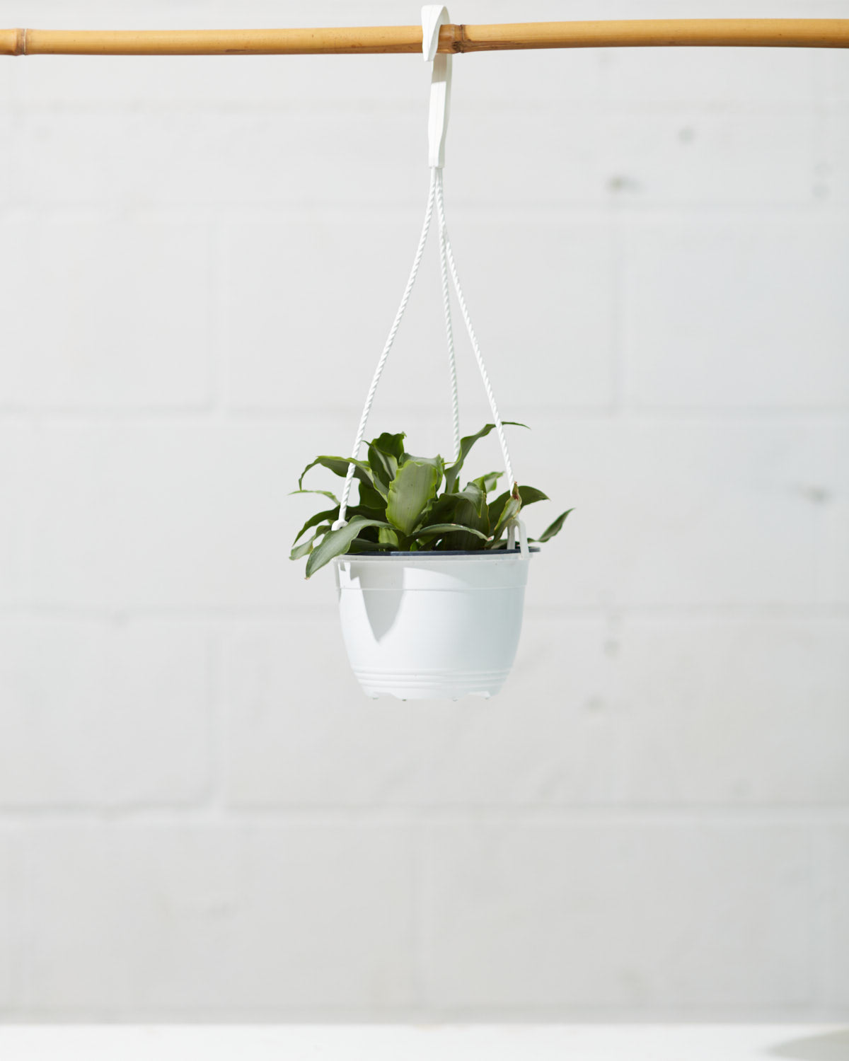 TRADESCANTIA SILVER SPATHACEA 6" Grower Pot