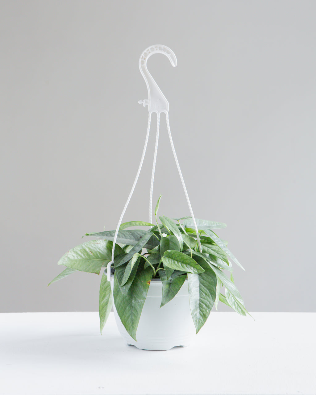 POTHOS CEBU BLUE 6" HANGING BASKET
