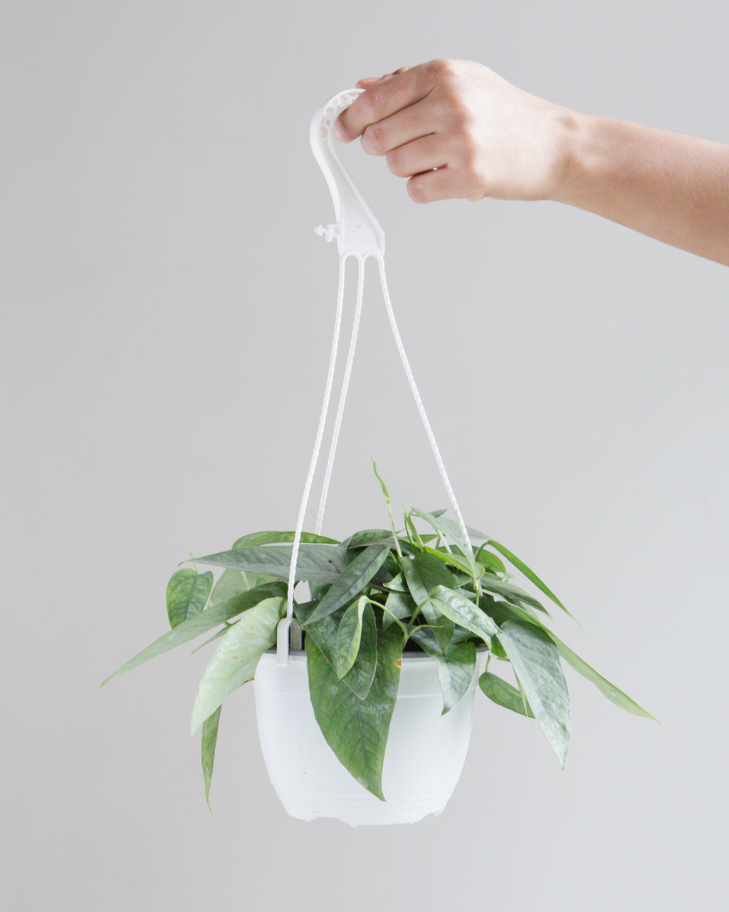POTHOS CEBU BLUE 6" HANGING BASKET