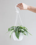 POTHOS CEBU BLUE 6" HANGING BASKET