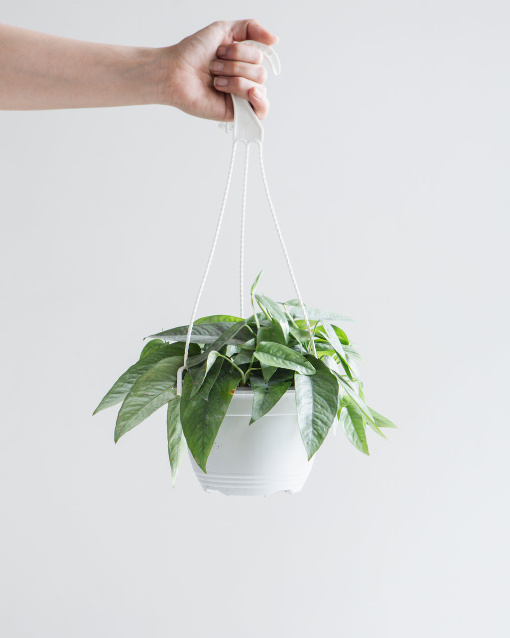 POTHOS CEBU BLUE 6" HANGING BASKET