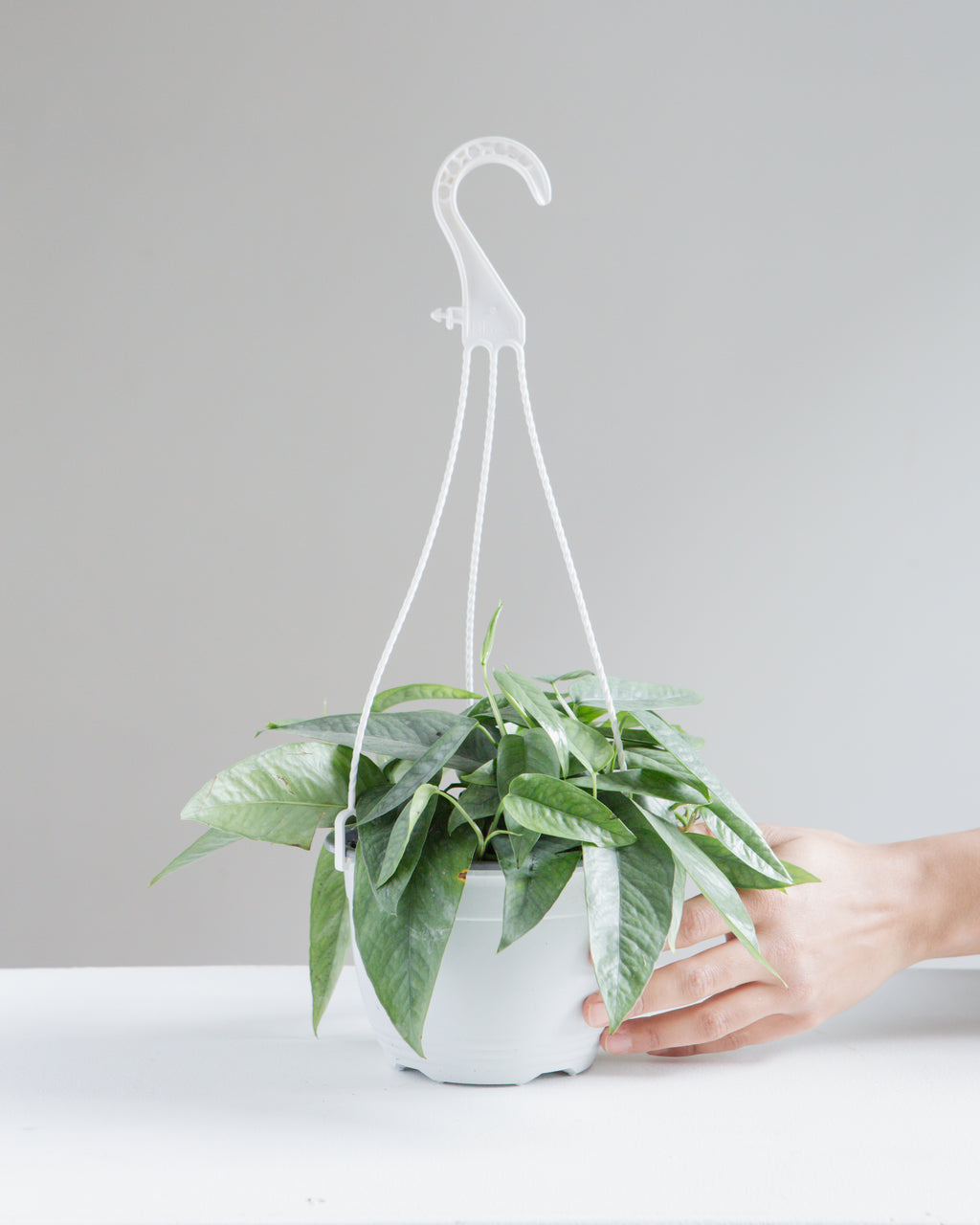 POTHOS CEBU BLUE 6" HANGING BASKET