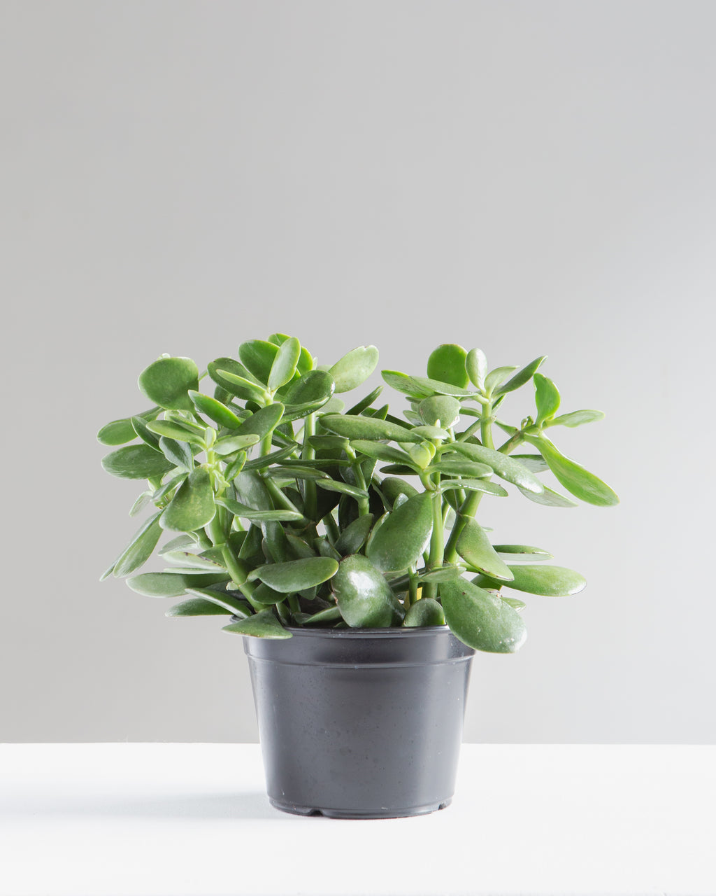Jade Plant: Crassula ovata - 6 inch pot