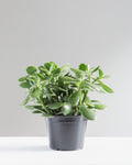 Jade Plant: Crassula ovata - 6 inch pot