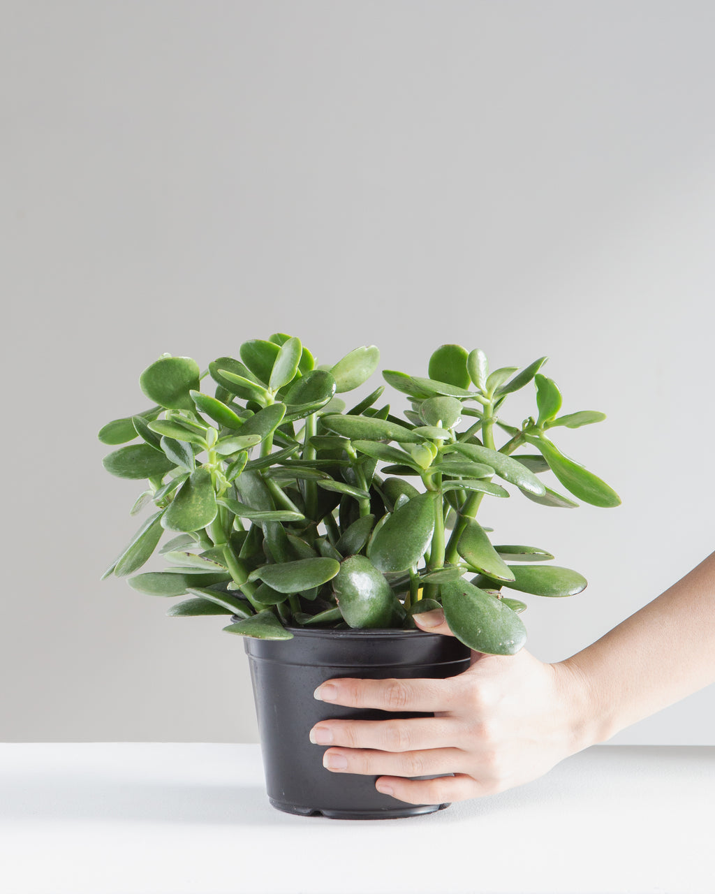 Jade Plant: Crassula ovata - 6 inch pot