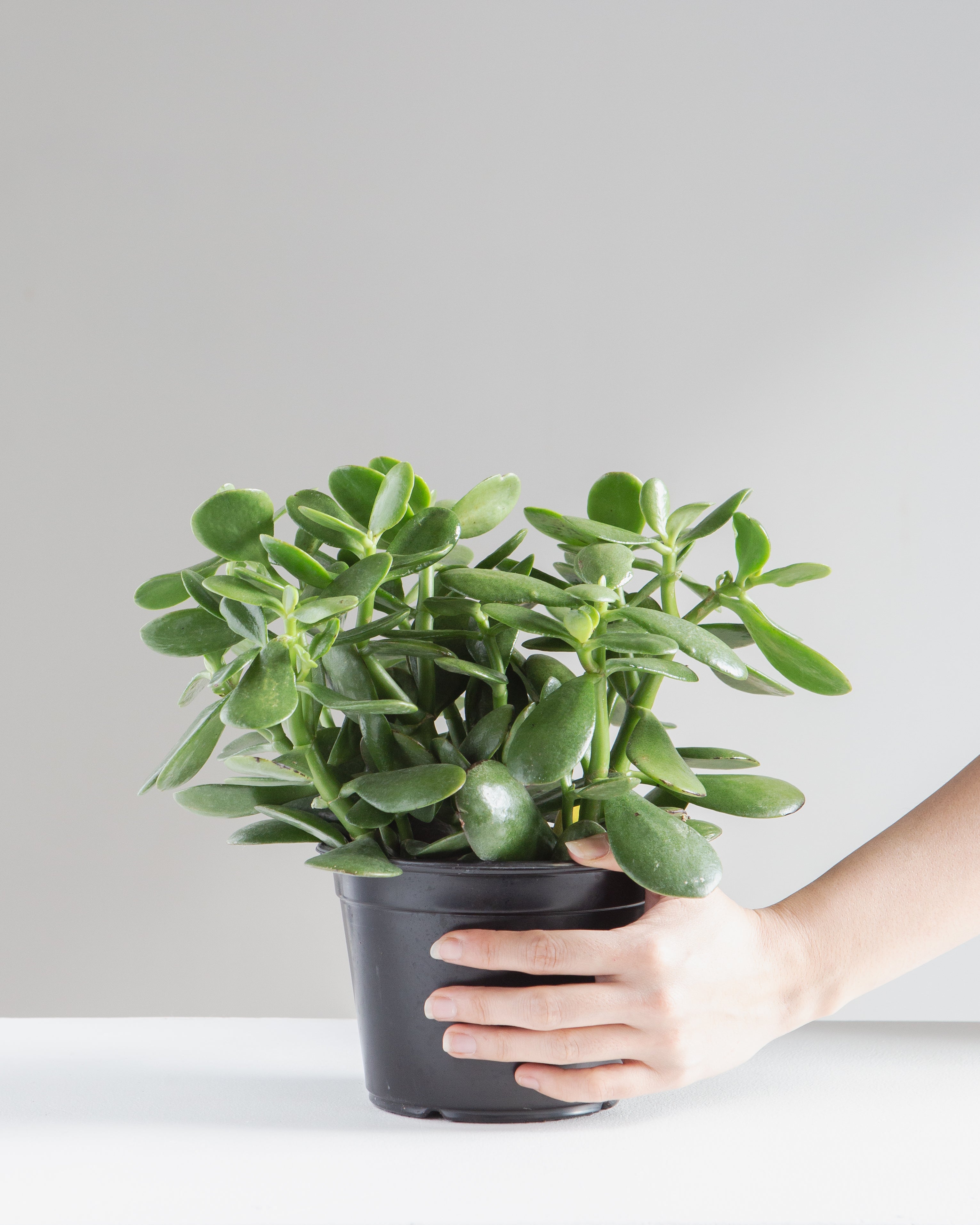 Jade Plant: Crassula ovata - 6 inch pot