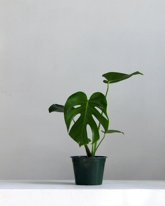 MONSTERA 6" Grower Pot