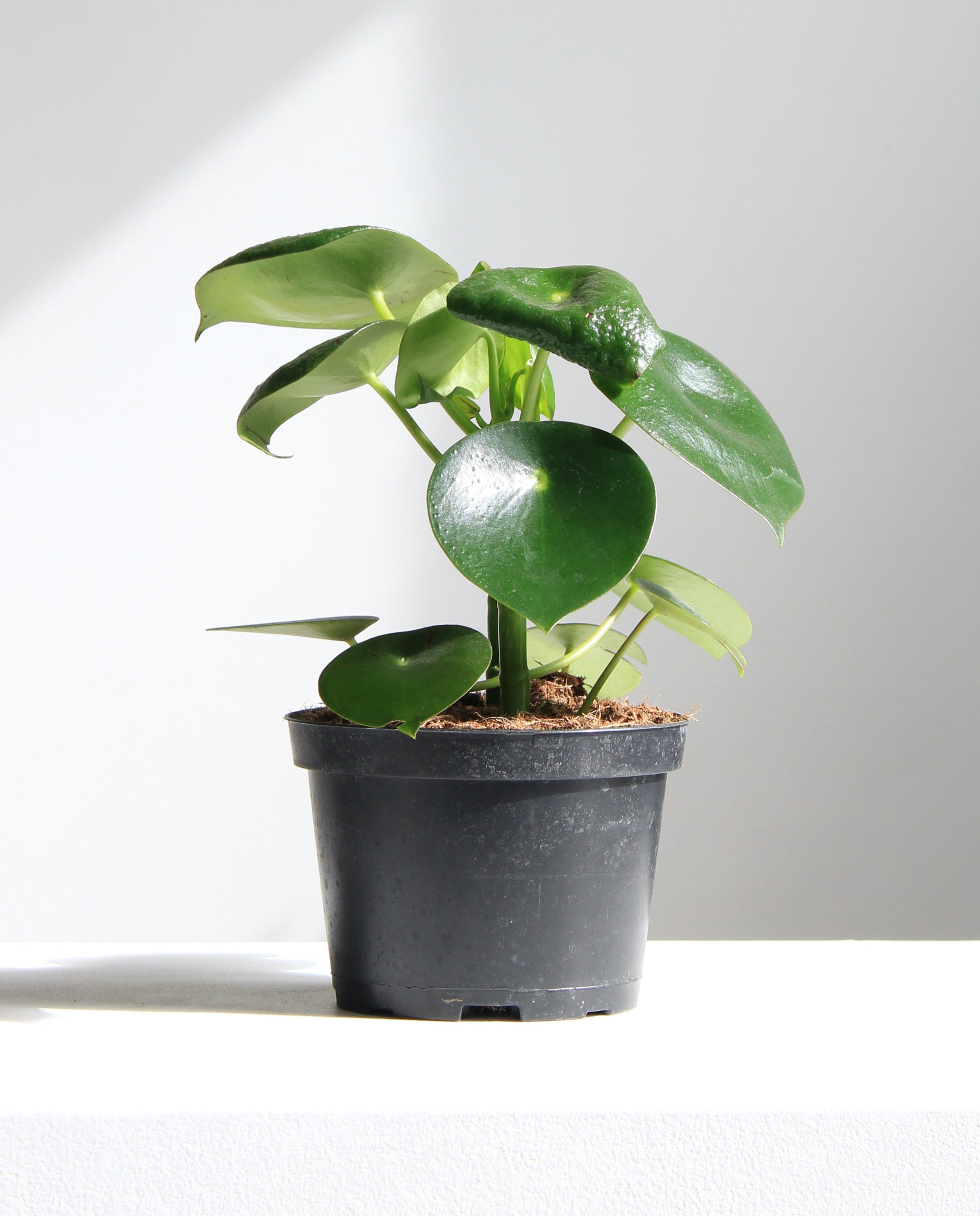 PEPEROMIA 'RAINDROP’ 6" Grower Pot