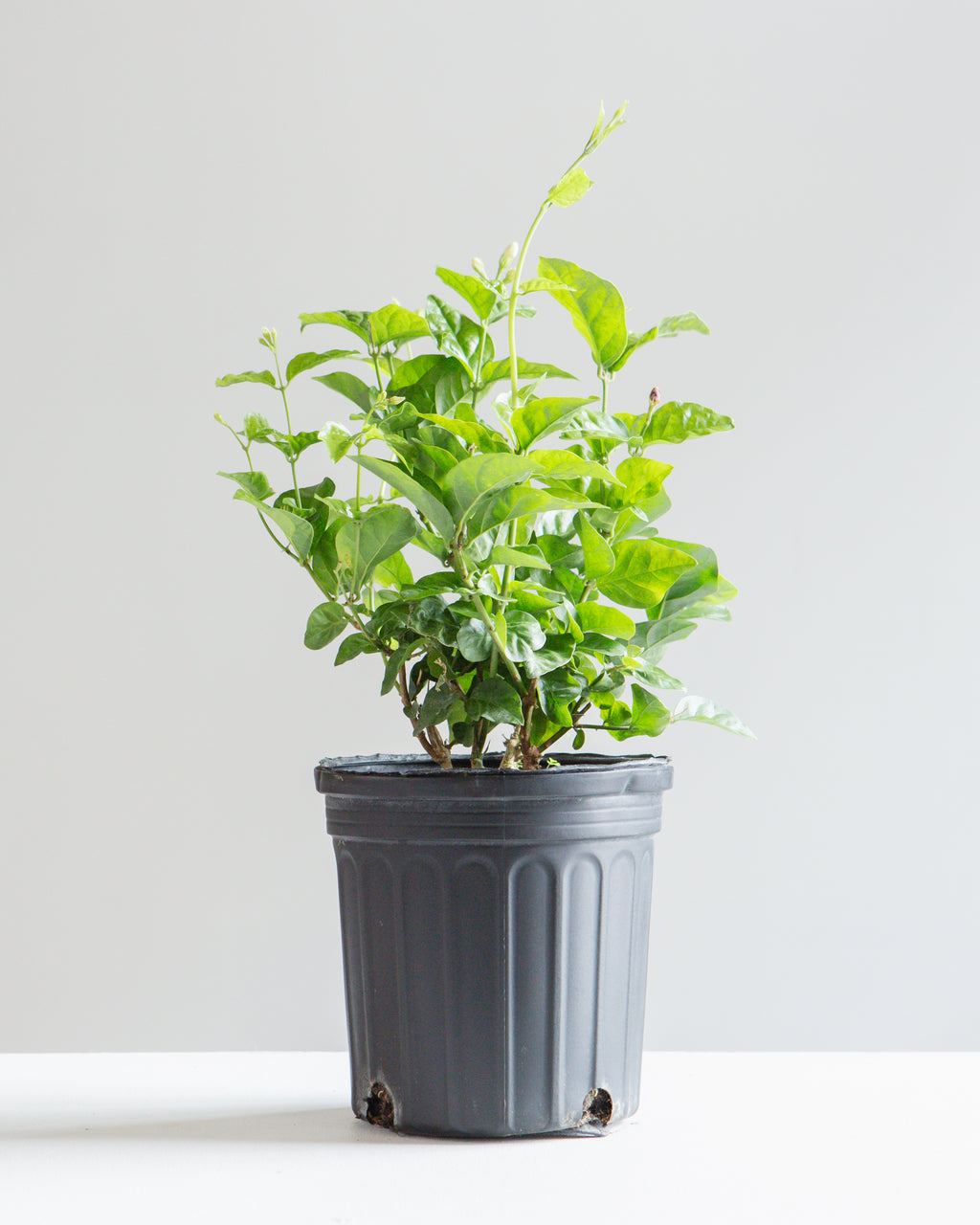 Maid of Orleans Jasmine: Jasminum sambac - 6 inch pot