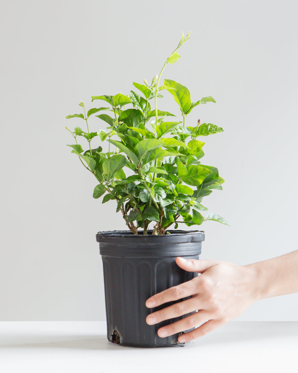 Maid of Orleans Jasmine: Jasminum sambac - 6 inch pot