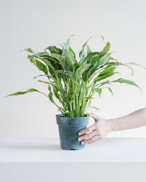 Domino Variegated Peace Lily: Spathiphyllum - 6 inch pot