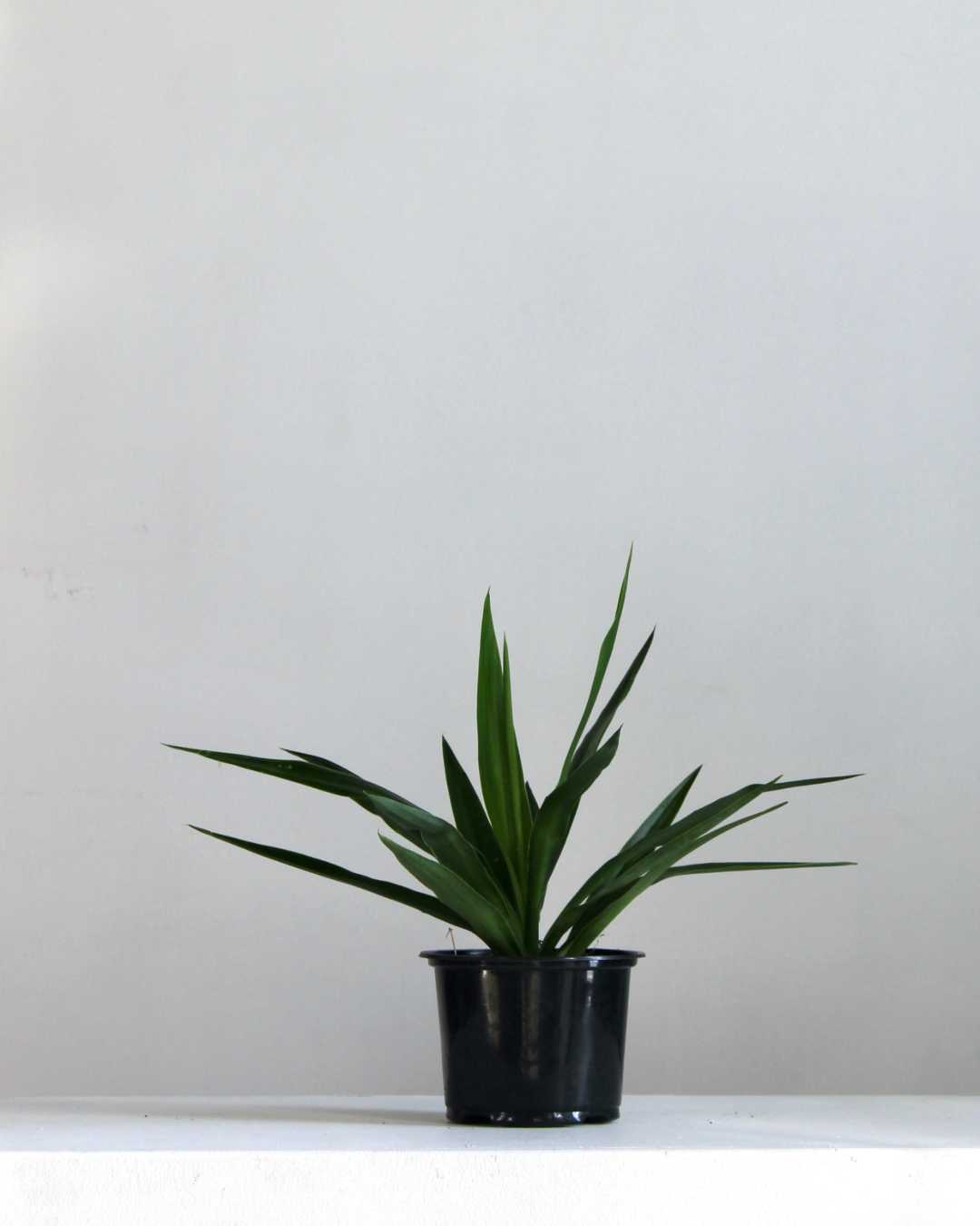 YUCCA TIPS 6" Grower Pot