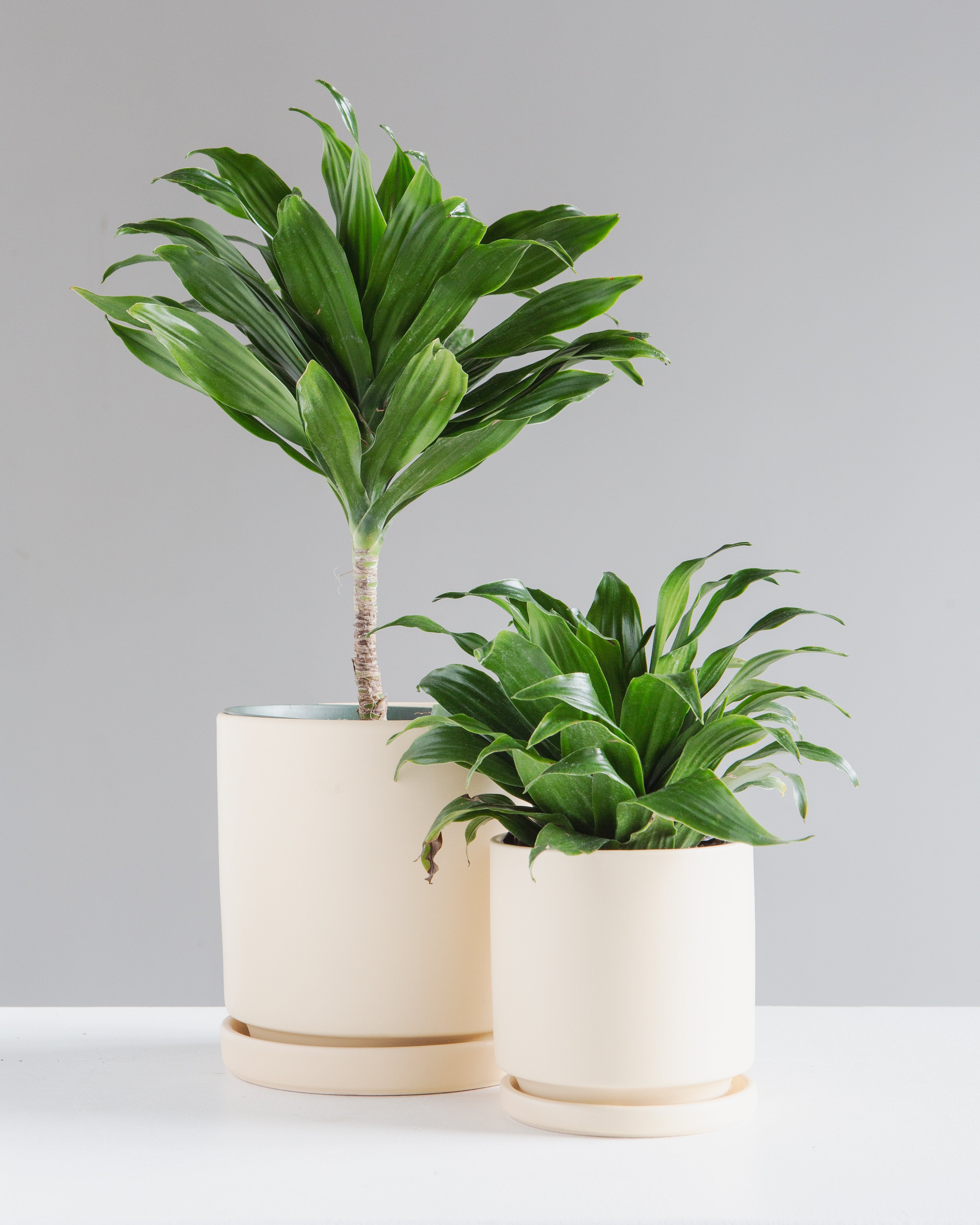 Small 4 Inch MOMMA POTS CYLINDER - ALMOND