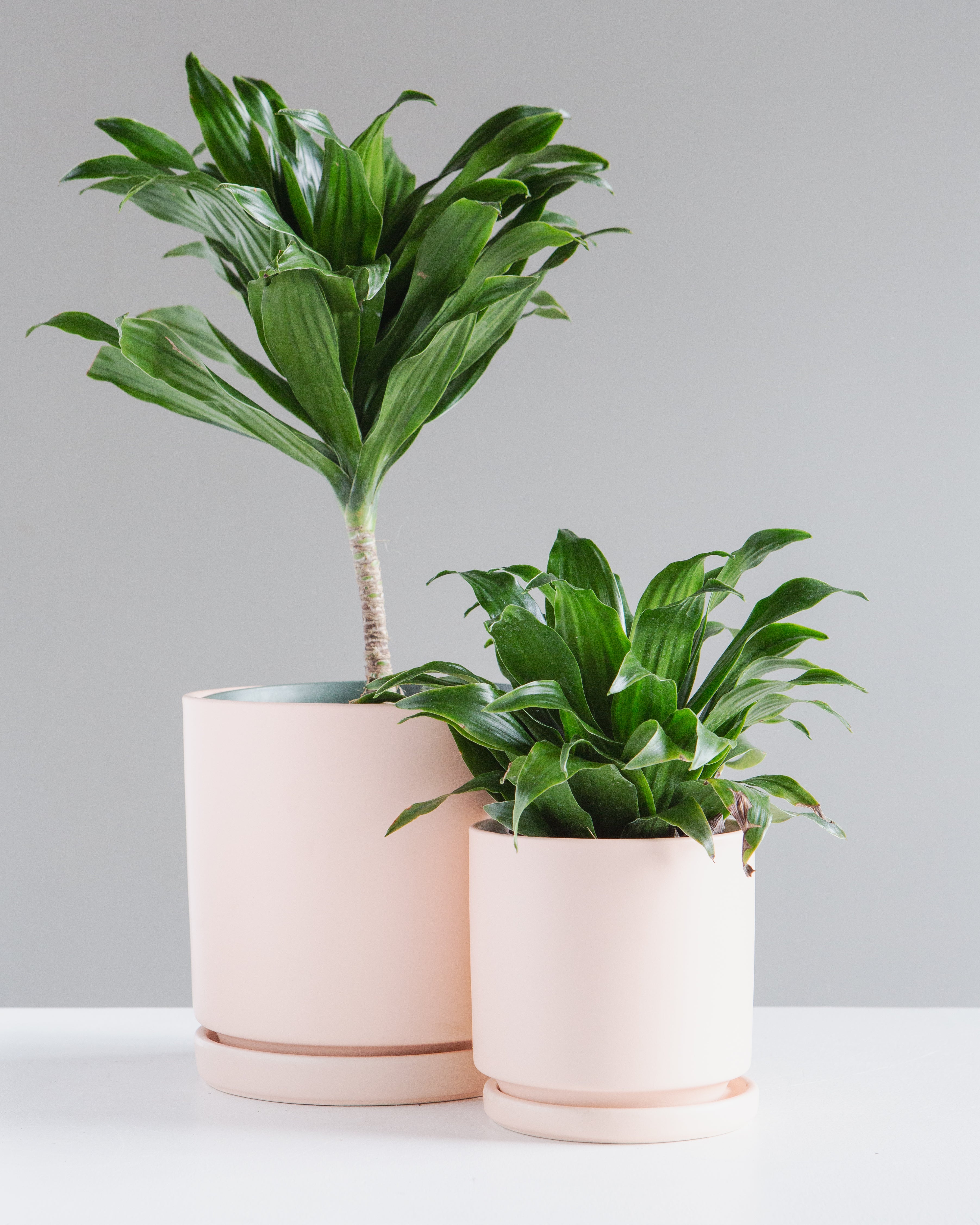 Small 4 Inch MOMMA POTS CYLINDER - BLUSH