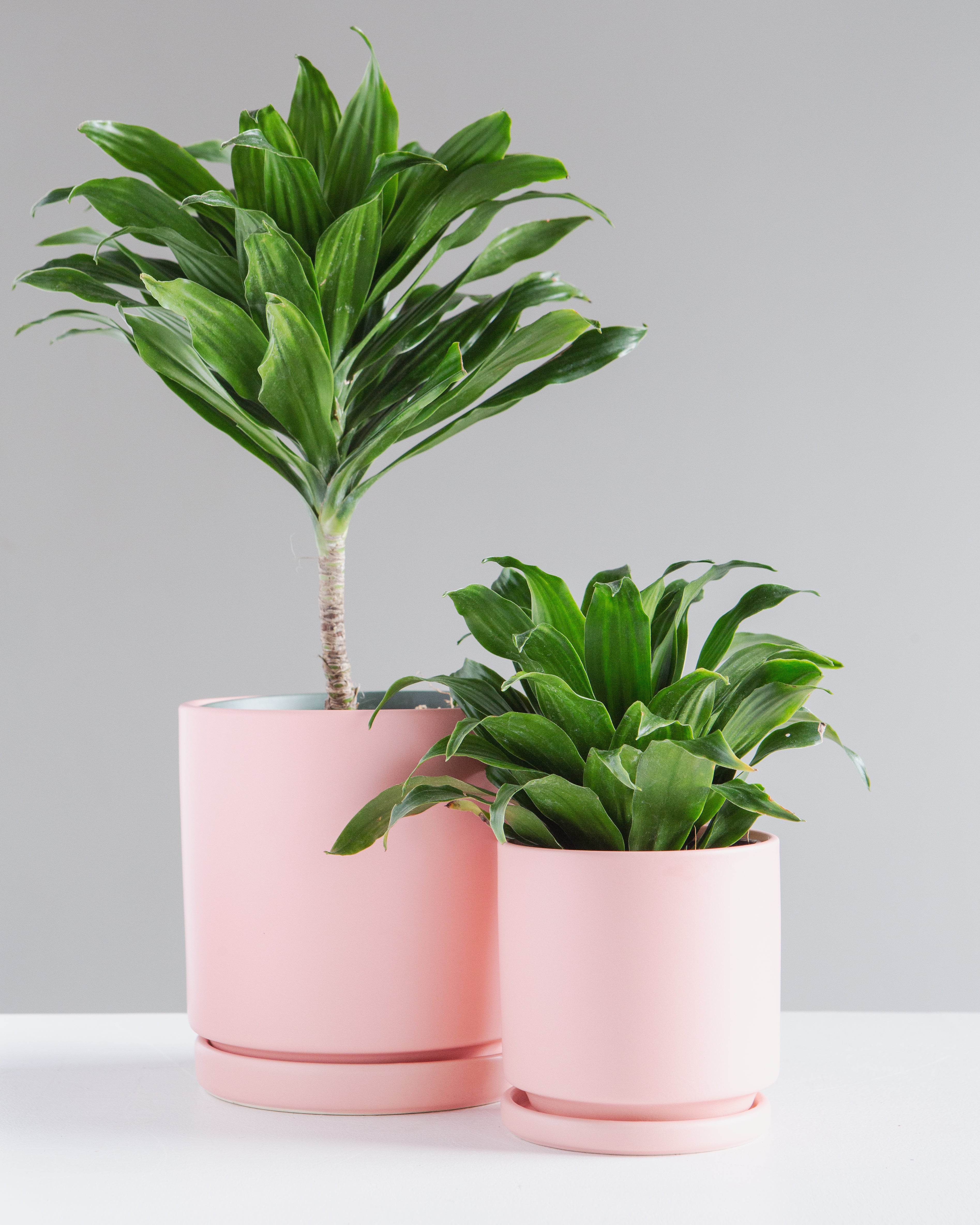 6 Inch MOMMA POTS CYLINDER - BUBBLEGUM