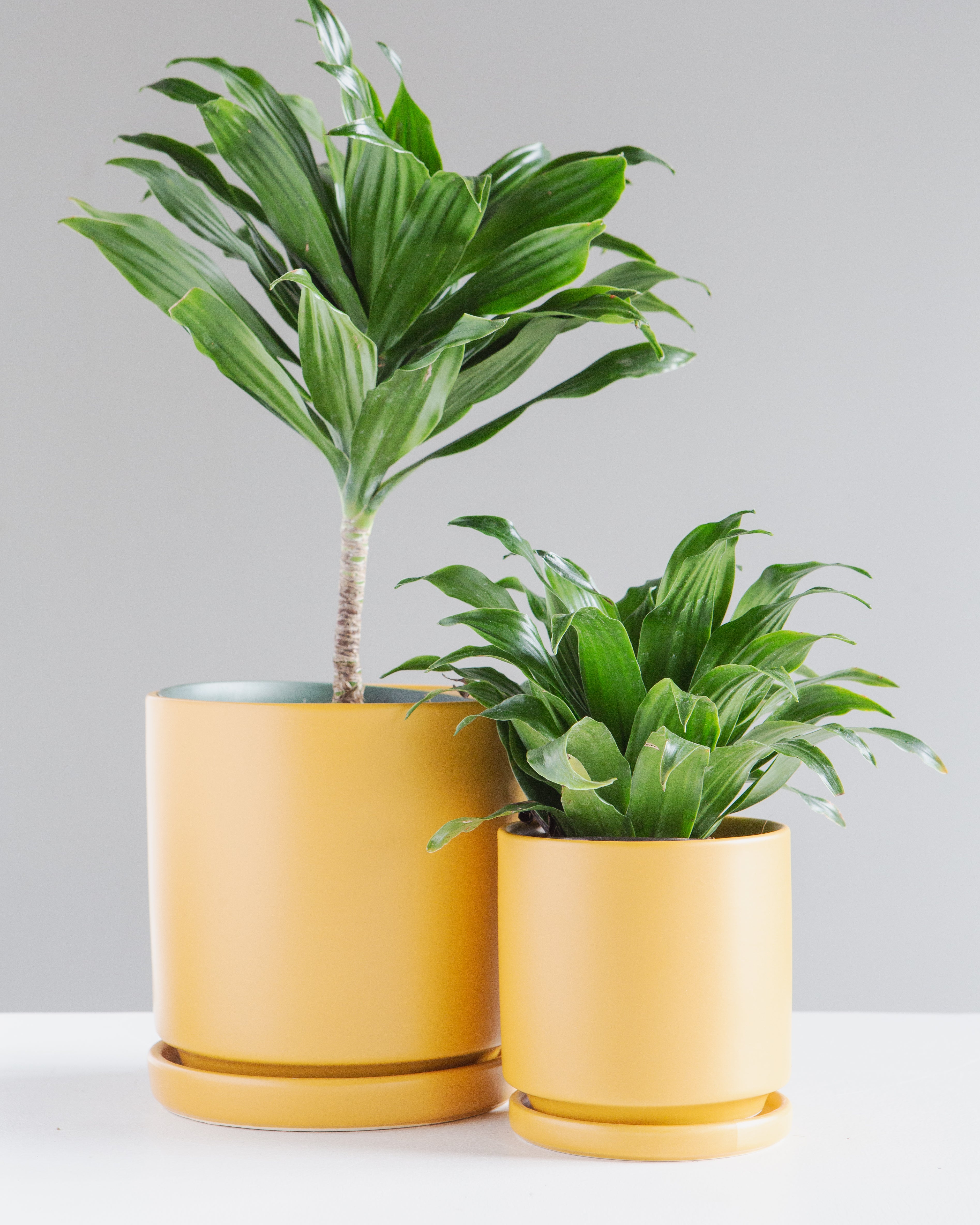 Small 6 Inch MOMMA POTS CYLINDER - MUSTARD