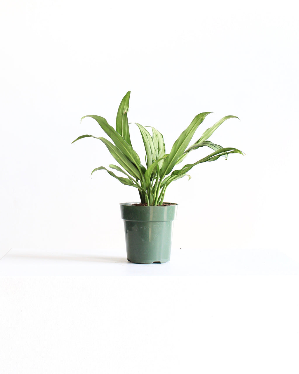 Cutlass Chinese Evergreen: Aglaonema - 6 inch pot