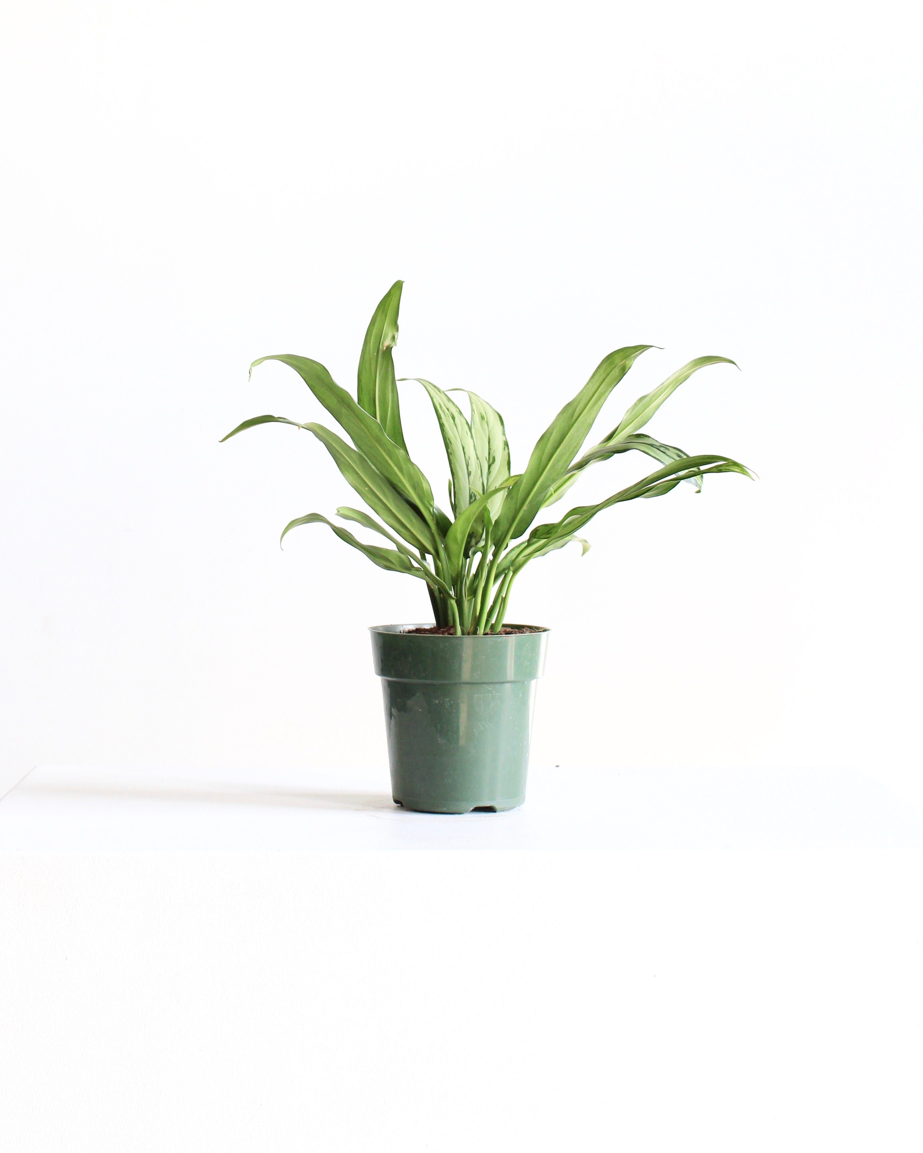 Cutlass Chinese Evergreen: Aglaonema - 6 inch pot