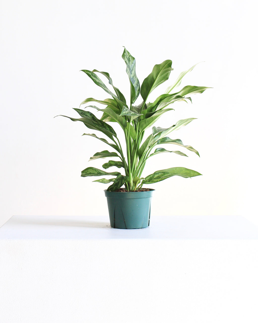 Super Maria Chinese Evergreen: Aglaonema - 6 inch pot