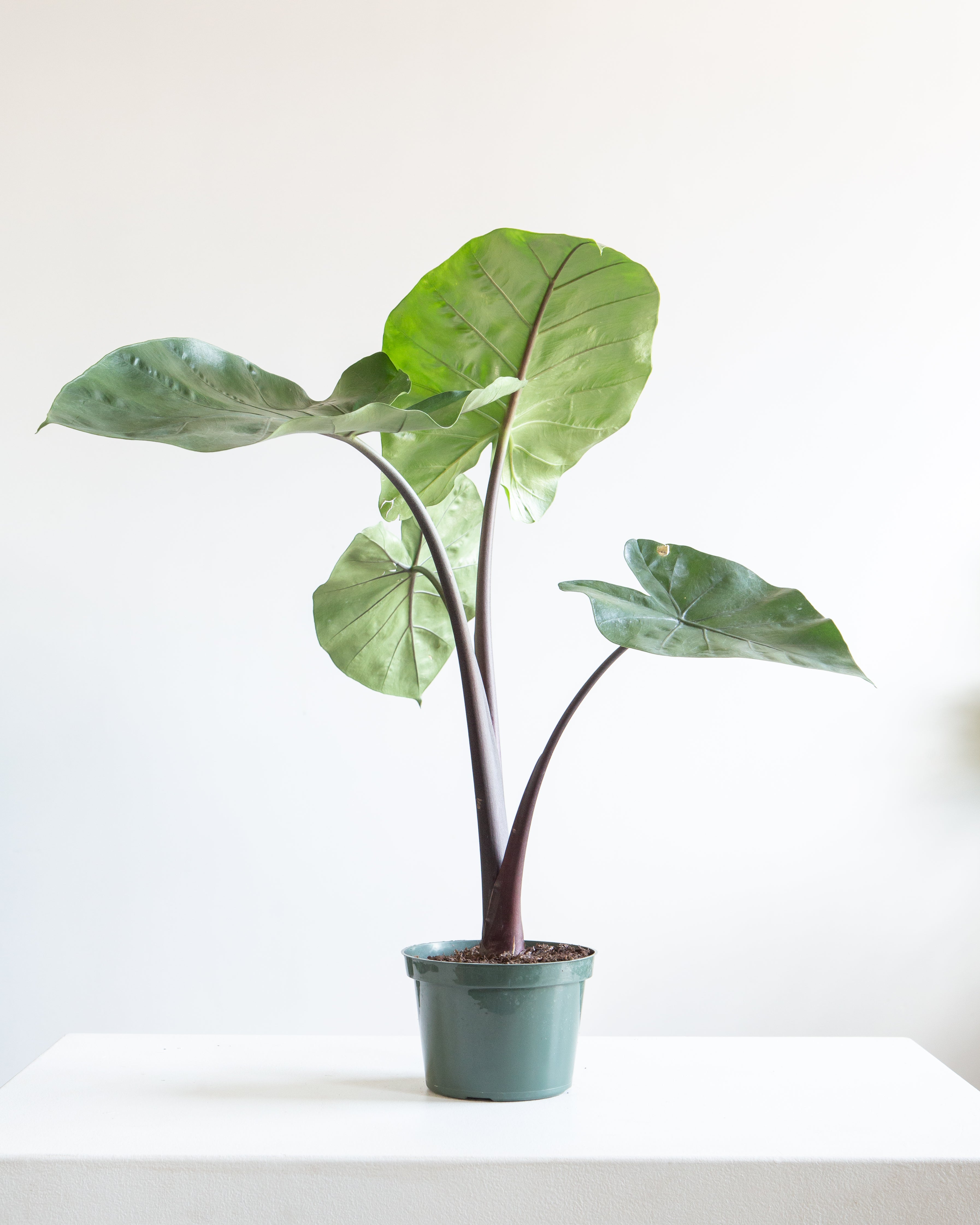 ALOCASIA 'DARK STAR' 6" Grower Pot