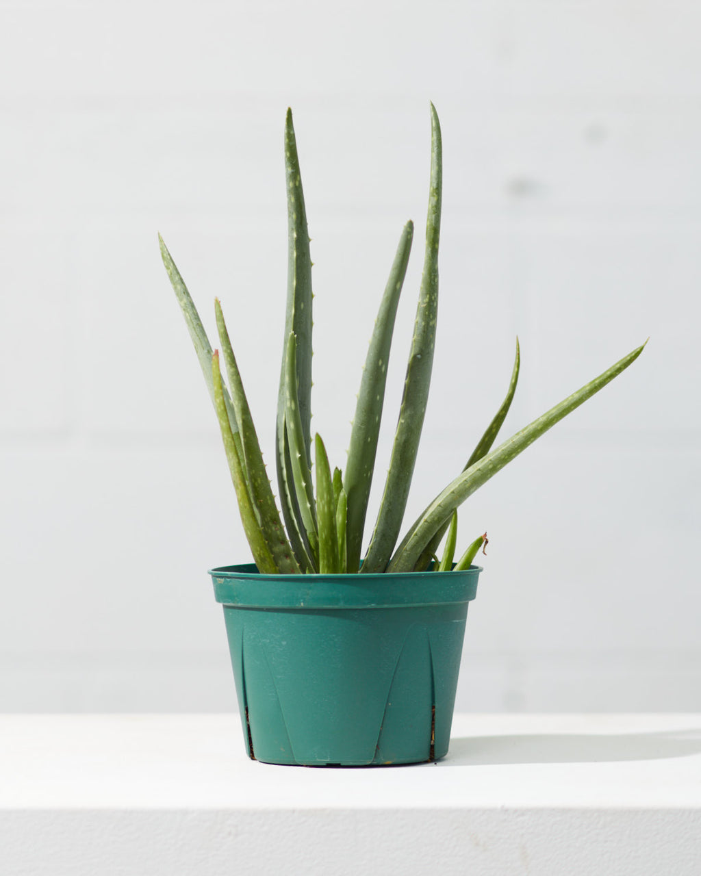 Aloe Vera: Aloe barbadensis - 6 inch pot