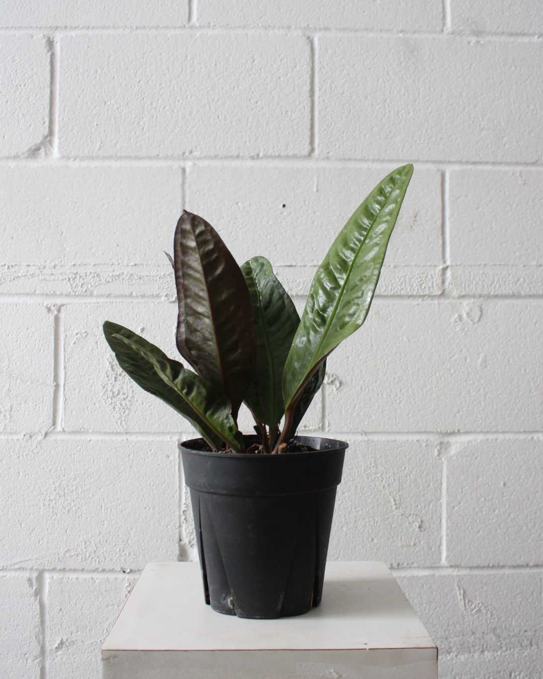 ANTHURIUM SUPERBUM 6" Grower Pot